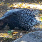 RockyMountains2021-58