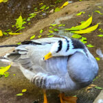 RockyMountains2021-59