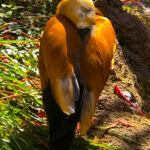 RockyMountains2021-60