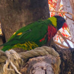 RockyMountains2021-61