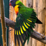 RockyMountains2021-62