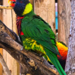 RockyMountains2021-63