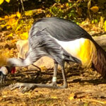 RockyMountains2021-64