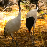 RockyMountains2021-65