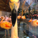 RockyMountains2021-66