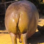 RockyMountains2021-69