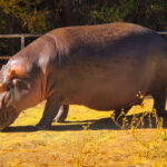 RockyMountains2021-70