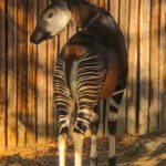 RockyMountains2021-72