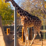 RockyMountains2021-73