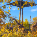 RockyMountains2021-76