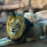 RockyMountains2021-79