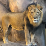 RockyMountains2021-80