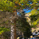 RockyMountains2021-96