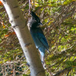 RockyMountains2021-97