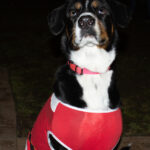 ChathamTreeLighting2021-14