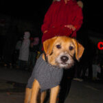 LindenTreeLighting2021-4