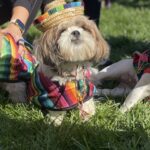 Halloween Dog Parade and Costume Contest – The 3 Amigos