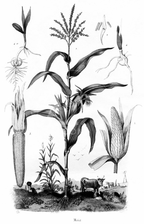 corn plant drawing