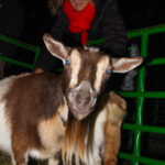 NewProvidenceTreeLighting2022-180