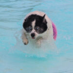 CranfordDogSwim2023-11