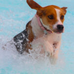 CranfordDogSwim2023-12