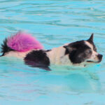 CranfordDogSwim2023-13