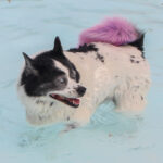 CranfordDogSwim2023-14