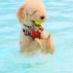 CranfordDogSwim2023-16