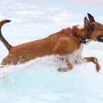 CranfordDogSwim2023-17