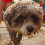 CranfordDogSwim2023-20