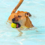 CranfordDogSwim2023-21