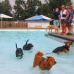 CranfordDogSwim2023-22