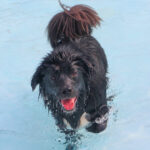 CranfordDogSwim2023-7