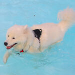 CranfordDogSwim2023-9