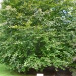 Tree-Dedication-Honors-Generous-Donor-5