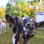 WatchungHarvestFest2024-1